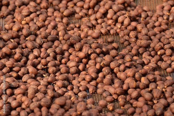 Obraz Coffee beans drying in the sun