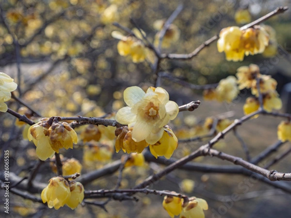 Obraz 早春の光を纏う黄金色。満開に咲き誇る蝋梅