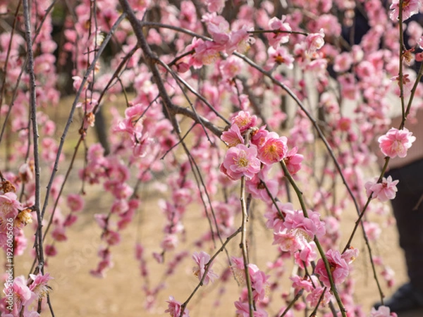 Obraz 八重の枝垂れ梅、春の光を纏う可憐な花びら