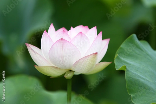 Obraz White lotus plant in full blossom.