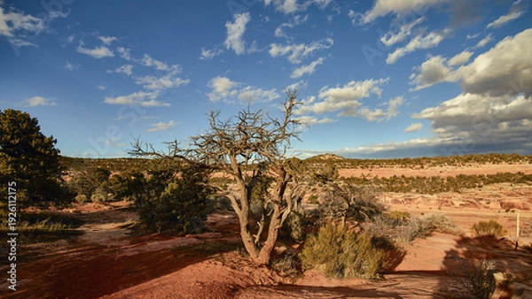 Obraz Weathered Juniper Tree on High Desert Plateau