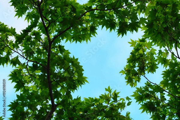 Obraz 青空と美しい青カエデ