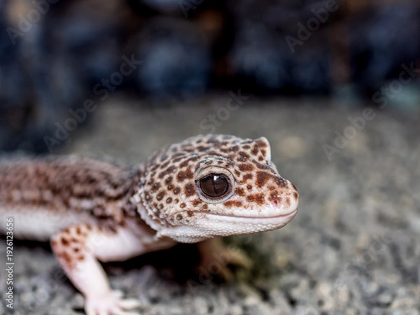 Obraz ヒョウモントカゲモドキ