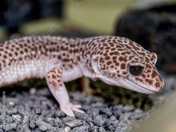 Obraz ヒョウモントカゲモドキ