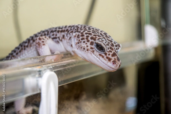 Obraz ヒョウモントカゲモドキ