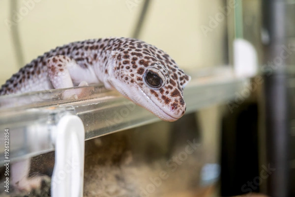 Obraz ヒョウモントカゲモドキ