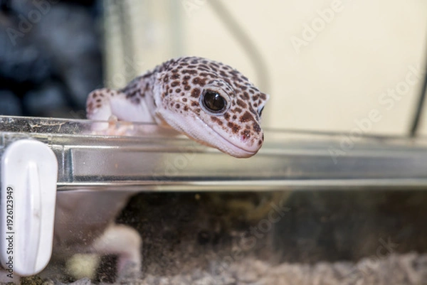 Obraz ヒョウモントカゲモドキ