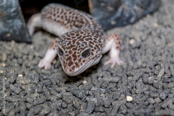 Obraz ヒョウモントカゲモドキ