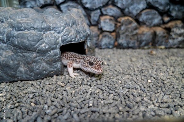 Obraz ヒョウモントカゲモドキ