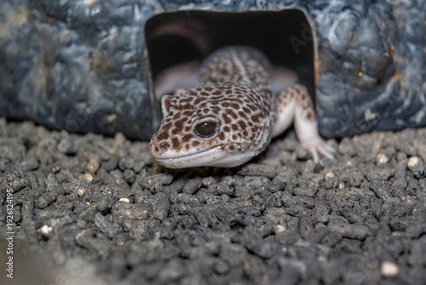 Obraz ヒョウモントカゲモドキ