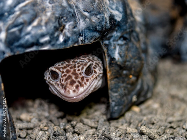 Obraz ヒョウモントカゲモドキ