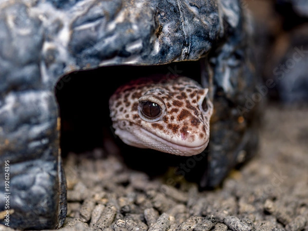 Obraz ヒョウモントカゲモドキ