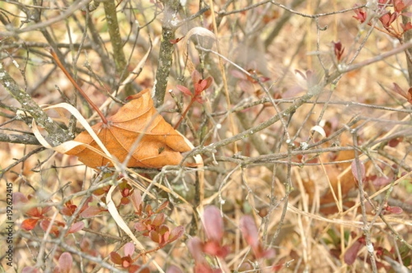 Obraz Dry leaf in bush