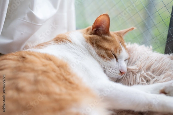 Fototapeta 窓辺で眠る可愛い猫　茶トラ白	