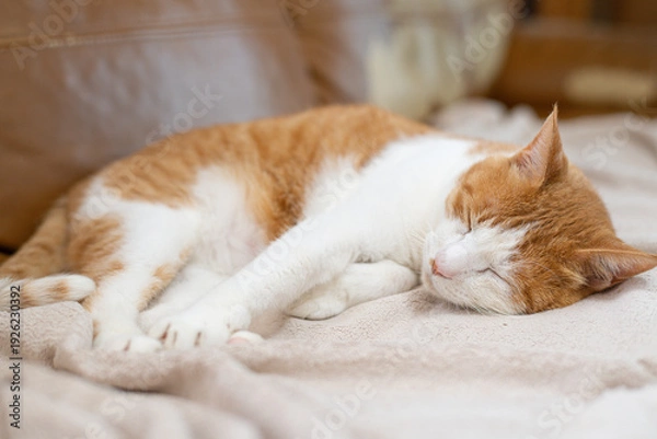 Fototapeta お気に入りの場所でくつろぐ可愛い猫　茶トラ白	