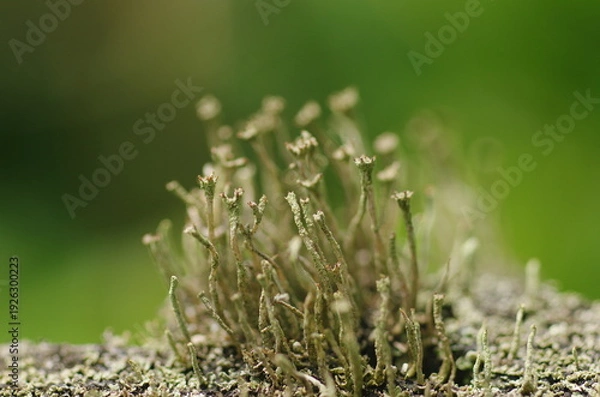 Obraz 地衣類の一種