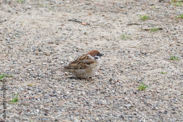 Obraz 初夏　自然　風景　鳥