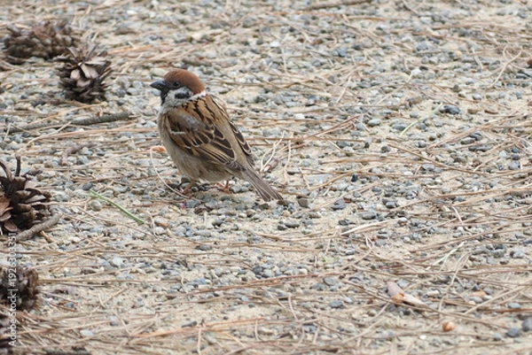 Obraz 初夏　自然　風景　鳥