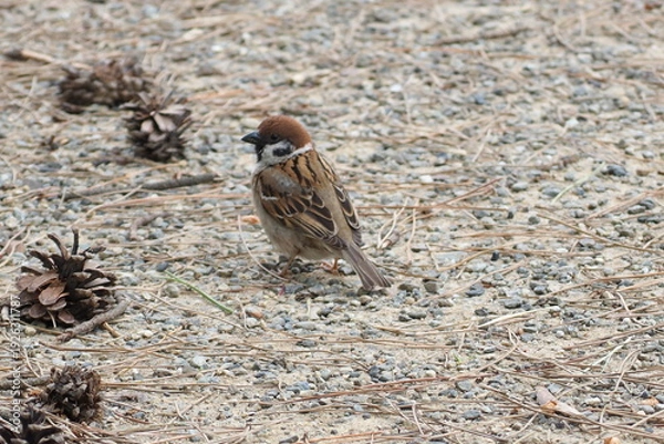 Obraz 初夏　自然　風景　鳥