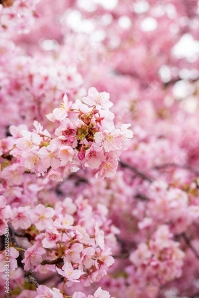 Fototapeta 三浦半島の満開の河津桜