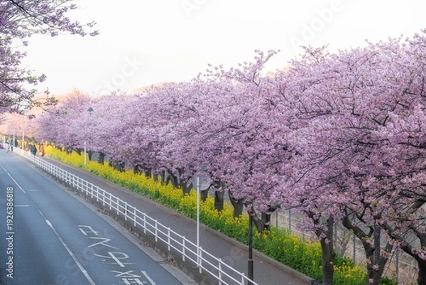 Fototapeta 三浦半島の満開の河津桜