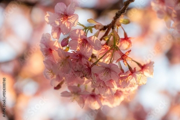 Fototapeta 三浦半島の満開の河津桜