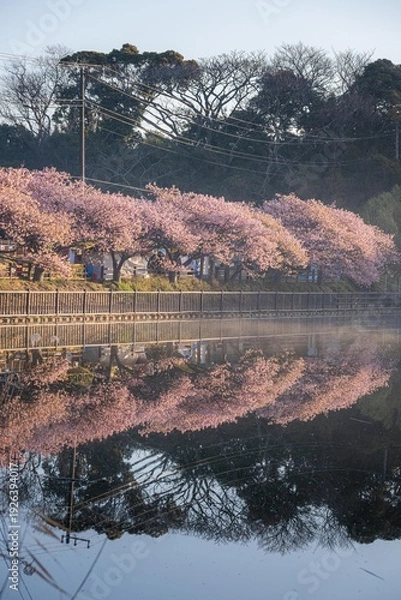 Fototapeta 三浦半島の満開の河津桜