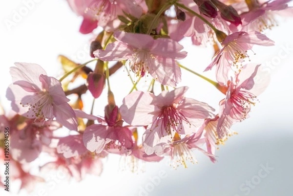 Fototapeta 三浦半島の満開の河津桜