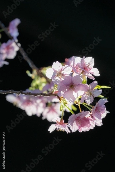 Fototapeta 三浦半島の満開の河津桜