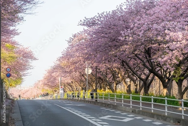Fototapeta 三浦半島の満開の河津桜