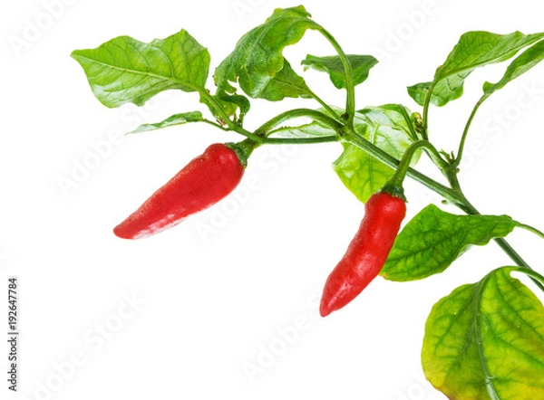 Fototapeta Red chilli peppers isolated on a pure white background, with bright green leafs. Small water droplets on the plant.