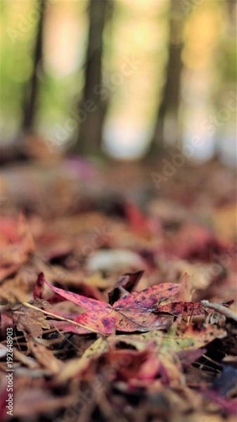 Fototapeta Fall Time Colors