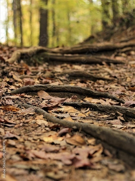 Obraz Fall Time Colors