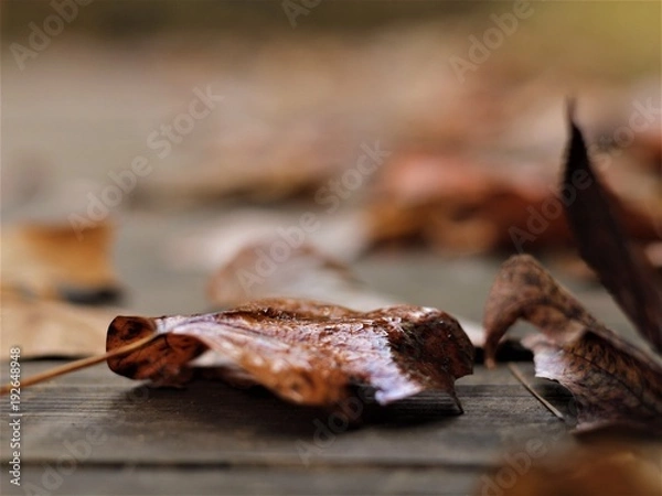 Fototapeta Fall Time Colors