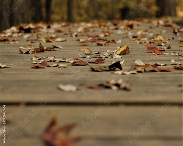 Obraz Fall Time Colors