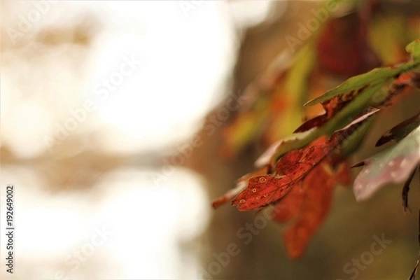 Fototapeta Fall Time Colors