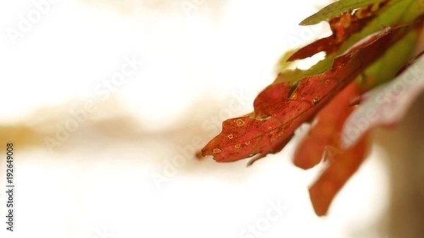 Fototapeta Fall Time Colors