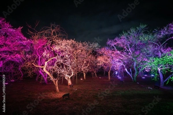 Fototapeta 茨城県水戸市　偕楽園のライトアップ