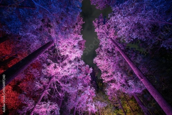 Fototapeta 茨城県水戸市　偕楽園のライトアップ