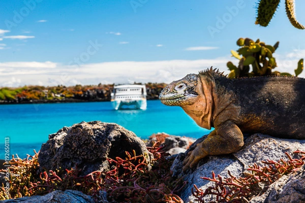 Obraz land iguana with a white boat in the background, South Plaza Island