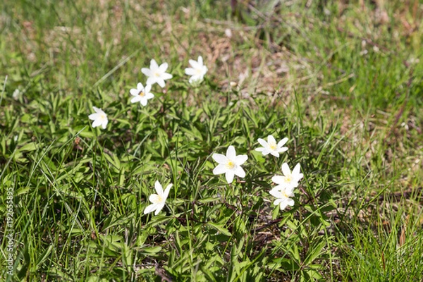Obraz Spring flowers. The blossoming anemones.