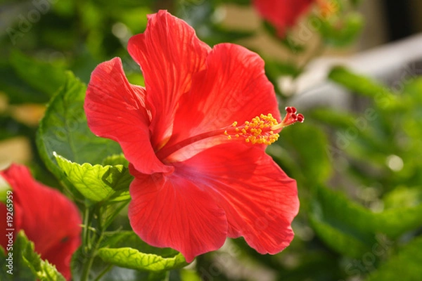 Obraz Beautiful red hibiscus flower