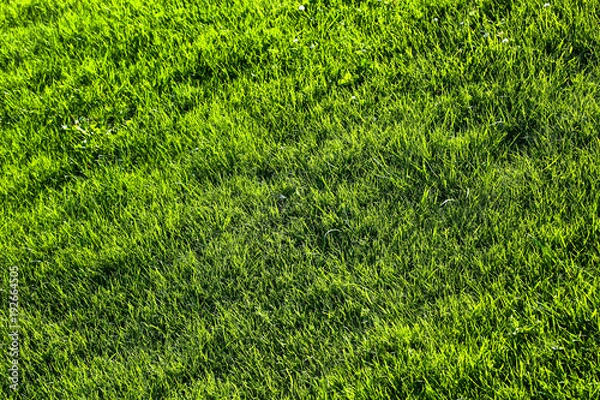 Obraz Green grass background texture with diminishing focus. Grass field for various summer sports concept