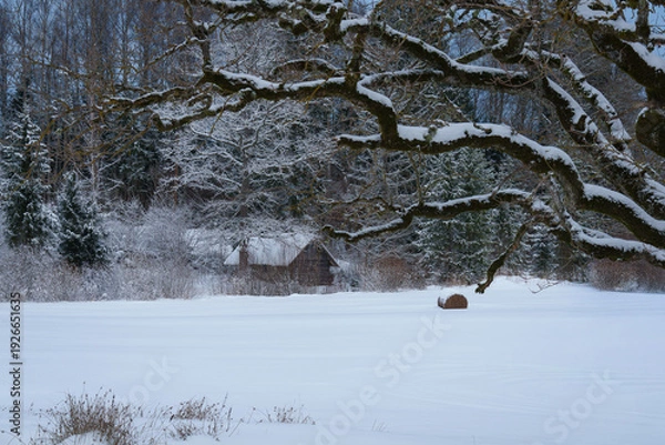Obraz snow covered tree in winter