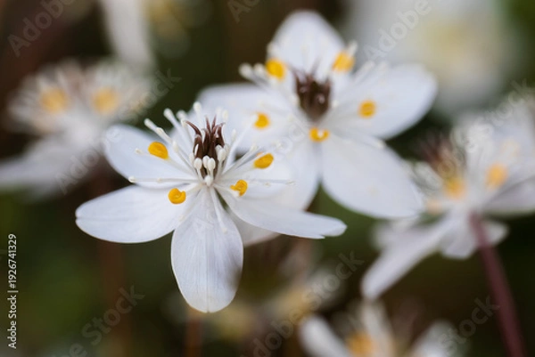 Obraz coptis quinquefolia