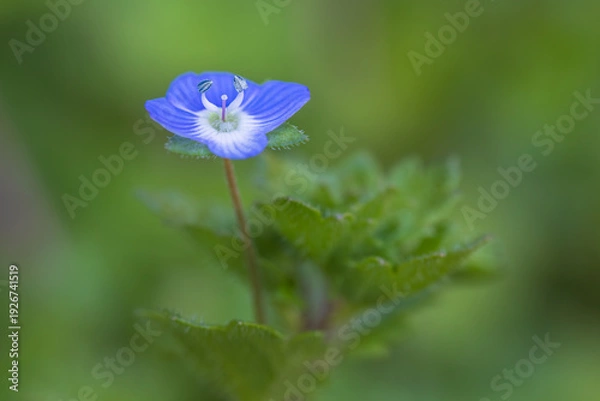 Obraz winter speedwell, veronica persica