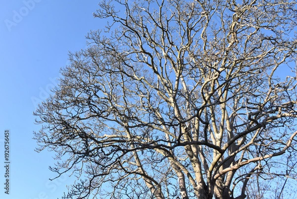 Obraz 葉を落とした冬の木々、寒空の下で春を待つ