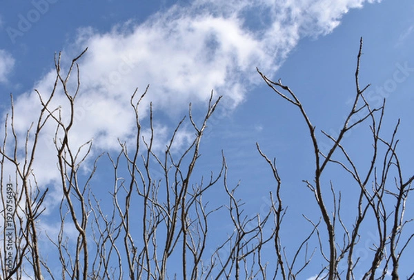 Obraz 葉を落とした冬の木々、寒空の下で春を待つ