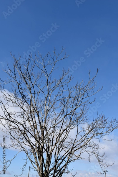 Obraz 葉を落とした冬の木々、寒空の下で春を待つ