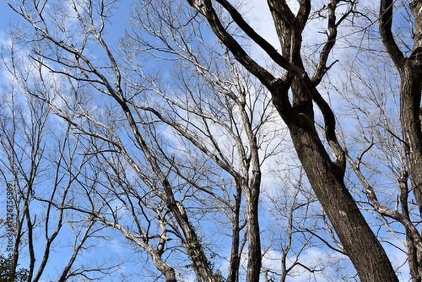 Obraz 葉を落とした冬の木々、寒空の下で春を待つ